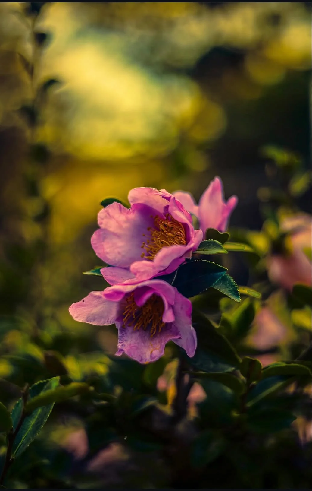 Pink flowers with yellow centres against a softly blurred green background